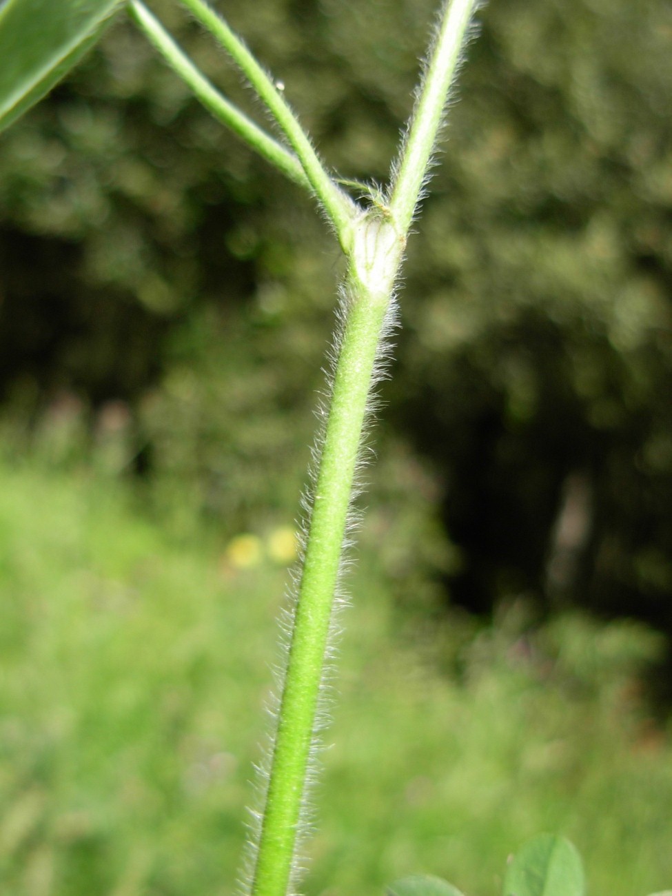 Trifolium striatum subsp. tenuiflorum (Ten.) Arcang.
